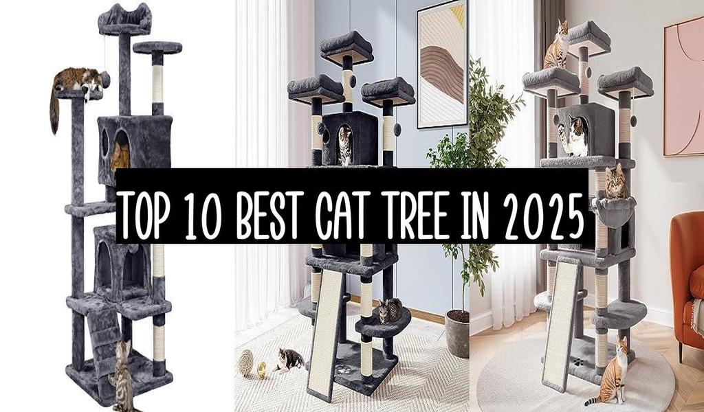 Top 10 Best Cat Tree In 2025